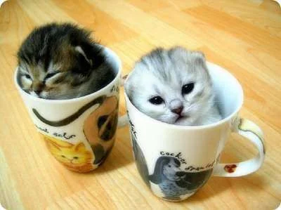 two-kittens-two-cups.webp
