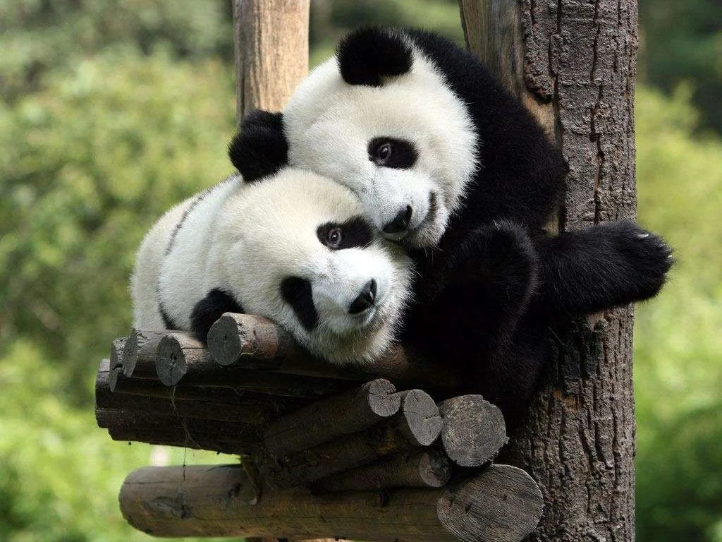 two-pandas-hug-on-tree.webp