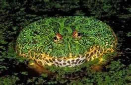 Unique Frog.webp