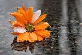 Unknown-1.webp