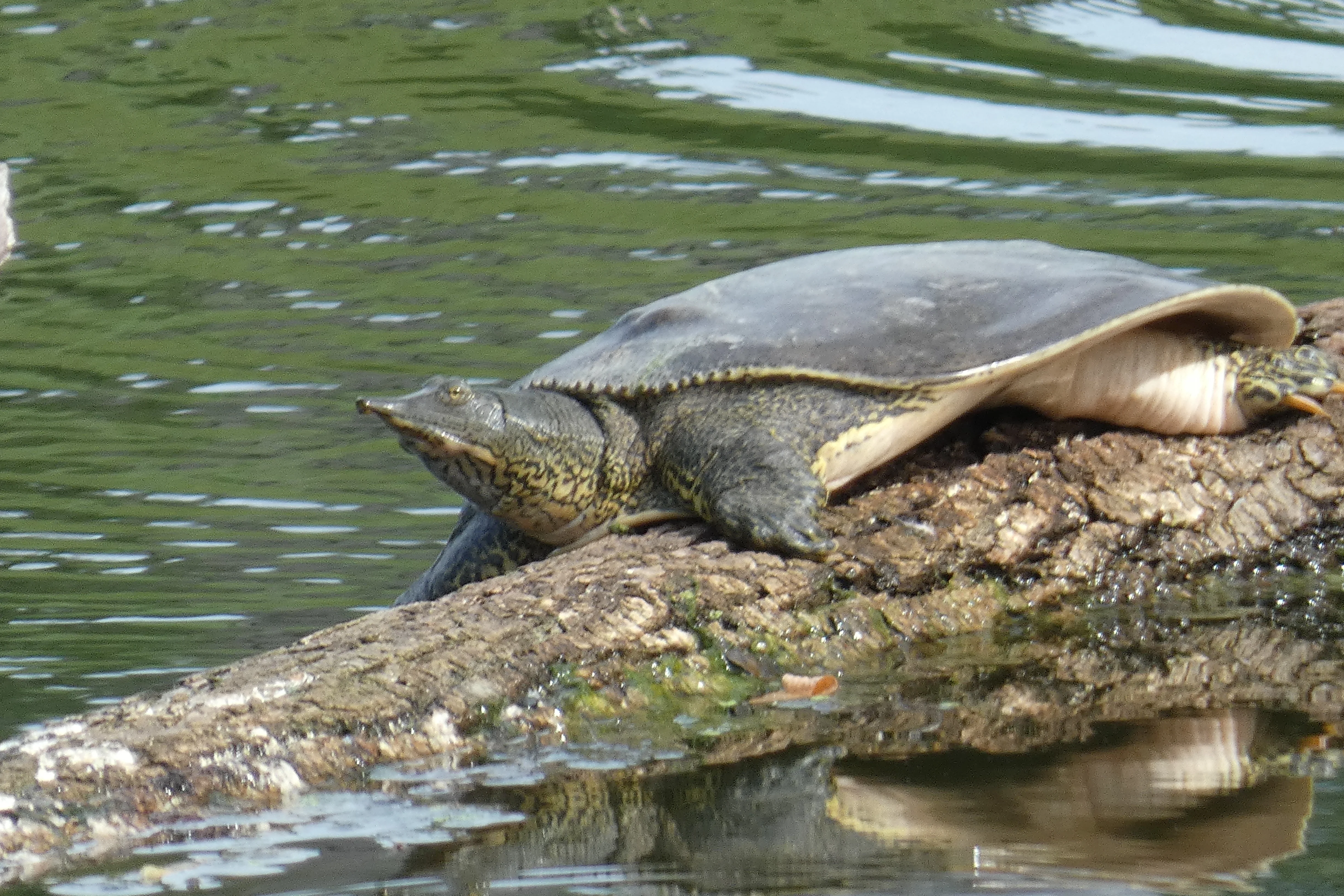 Unknown turtle.webp