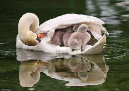 Unknown.webp