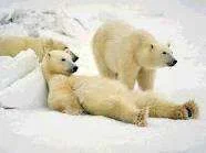 Unknown.webp
