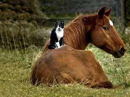Unusual friends 2.webp
