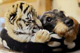 Unusual friends.webp