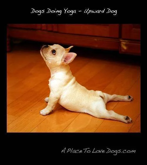 up-Dog.webp