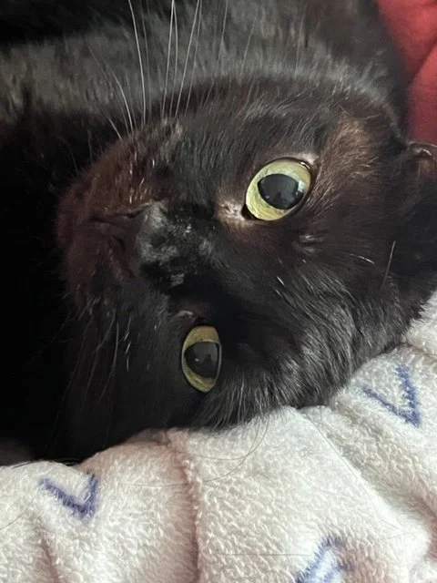 upside down Macie.webp