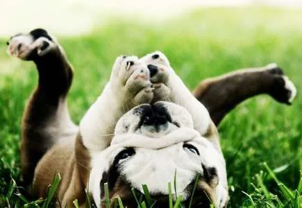 upsidedownbulldog.webp