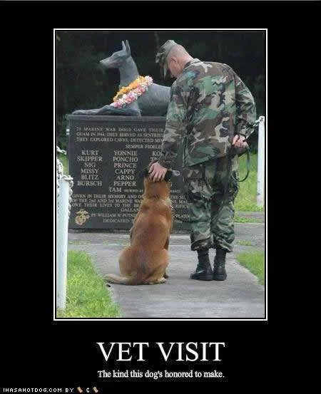 Vets visit.webp