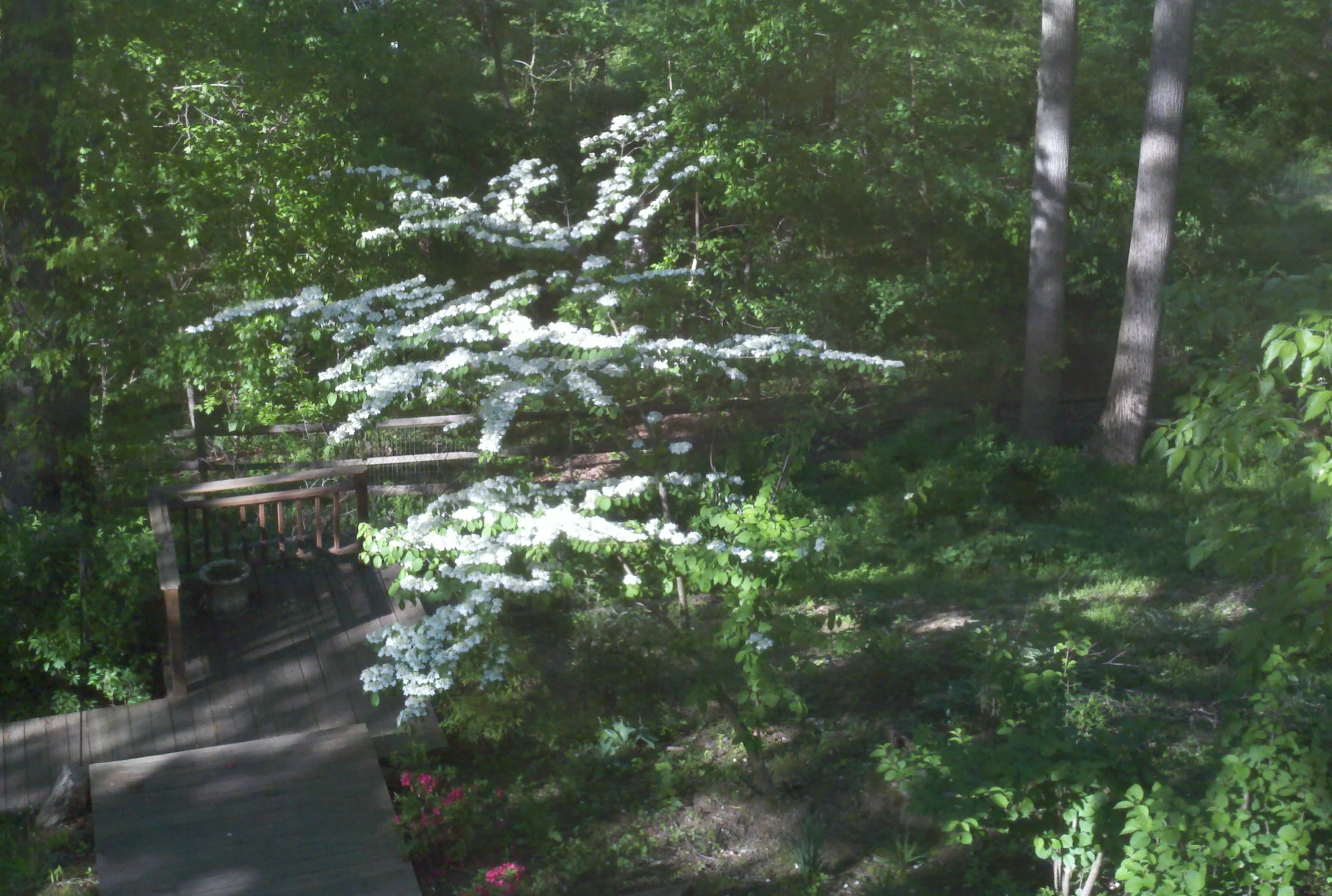 viburnum.webp