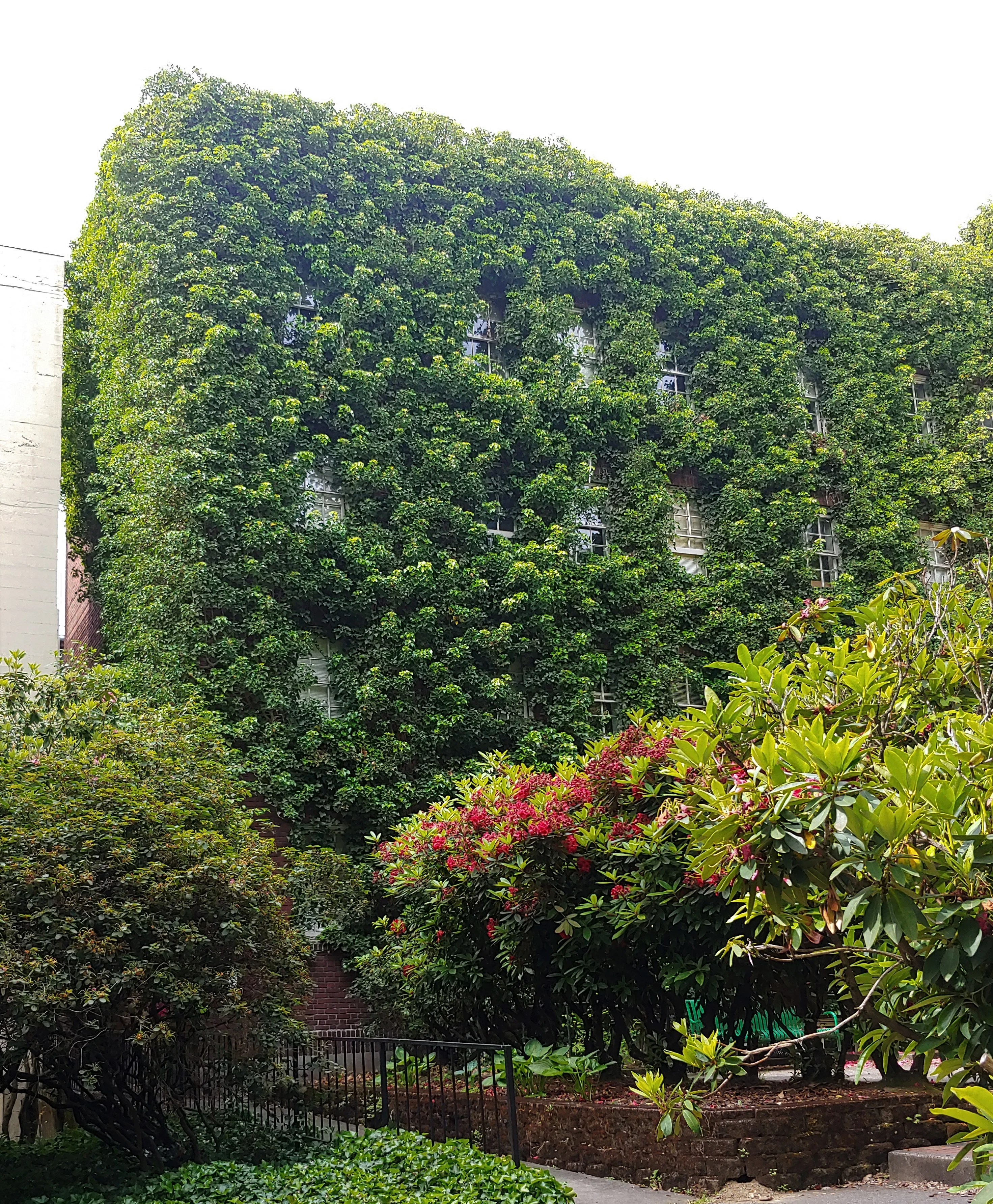 vines.webp