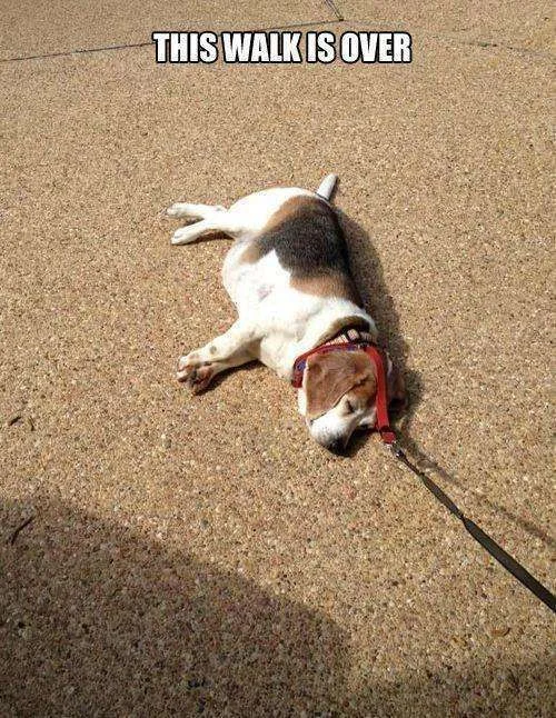 walk over.webp