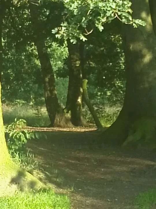 walk1.webp