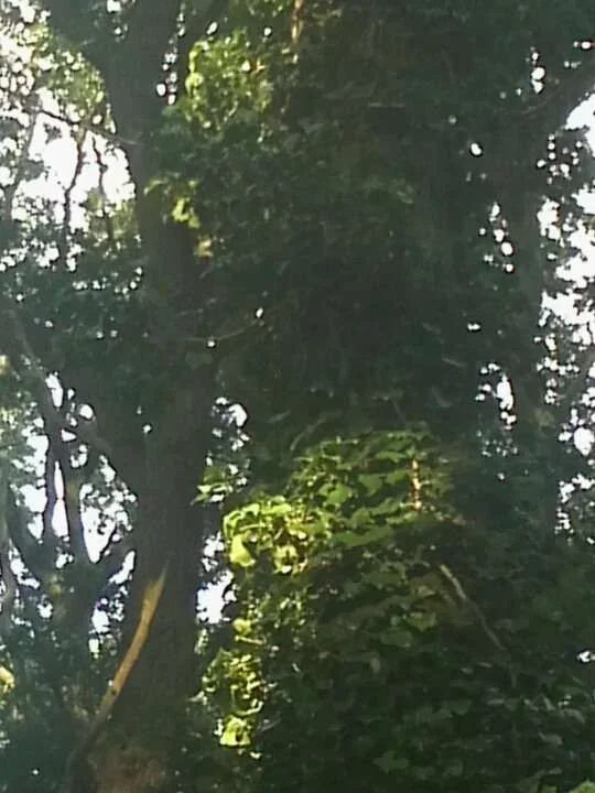 walk3.webp