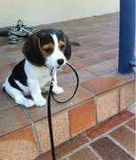 walkies.webp