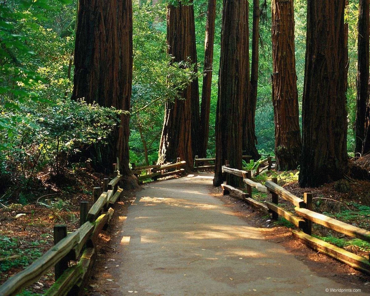 walkphoto.webp