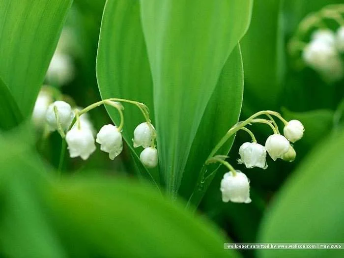 [wallcoo_com]_Lily_Of_The_Valley_023544.webp