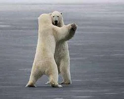 walzing polar bears.webp