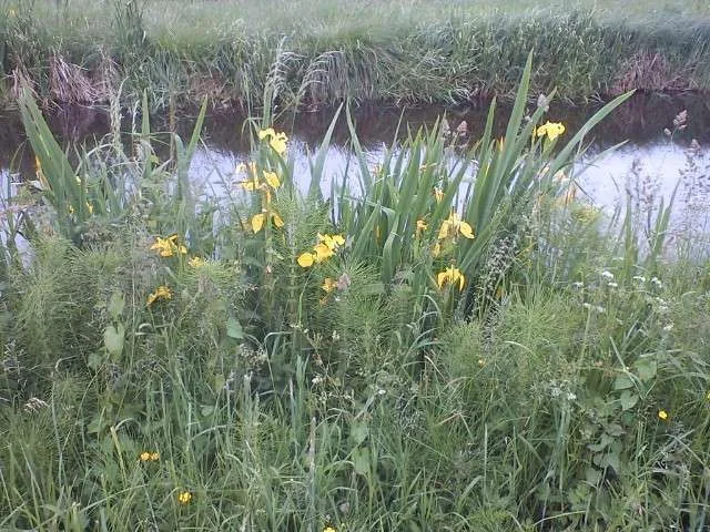 Water lilies.webp