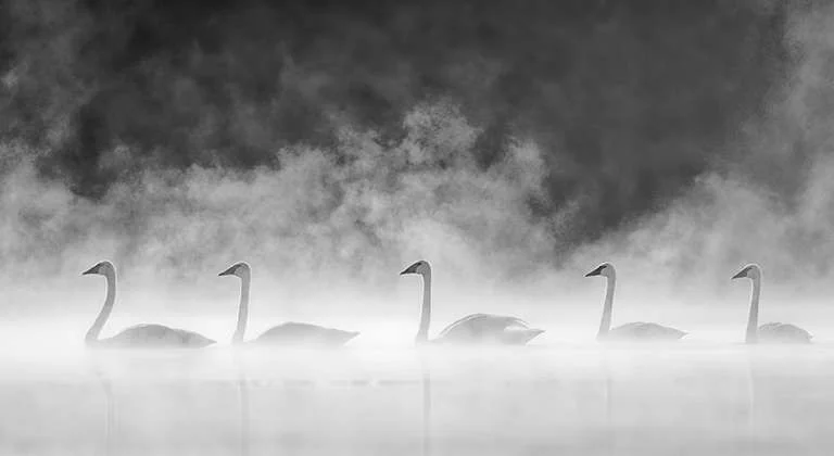 Waterfowl-001.webp