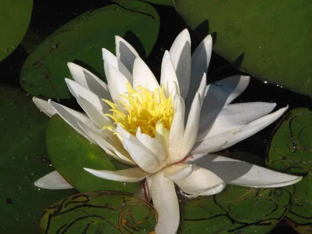 waterlily.webp