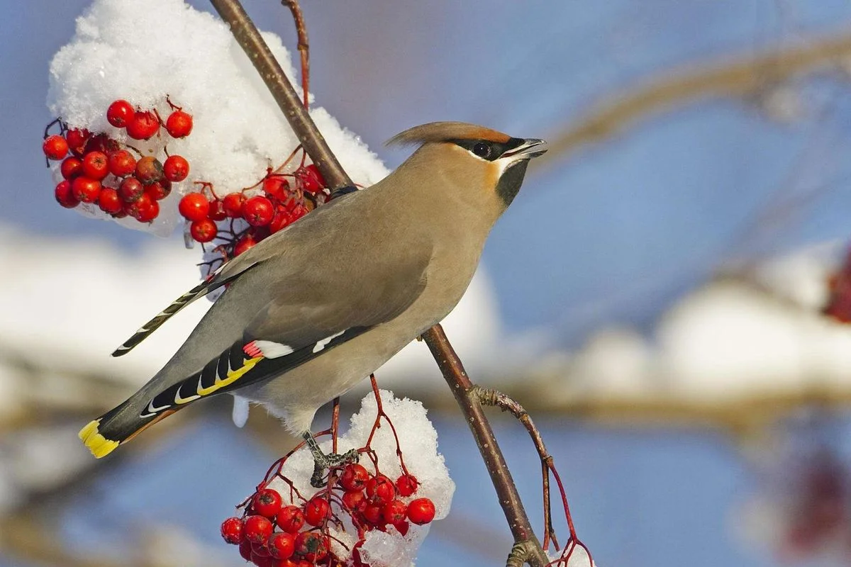 waxwing.webp