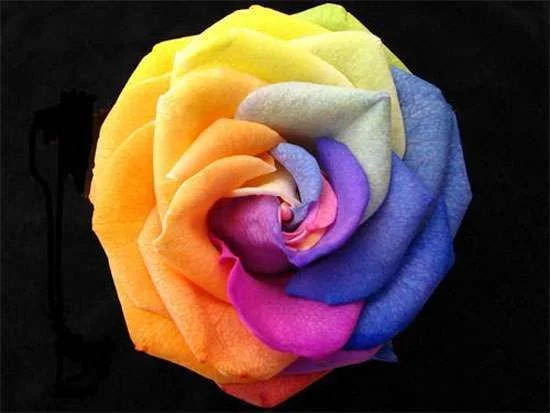 weird flower.webp