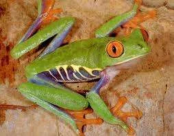 weirdfrog.webp