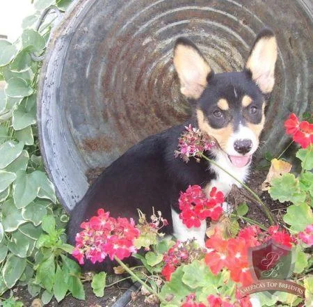 Welsh Corgi.webp