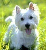westie 1.webp