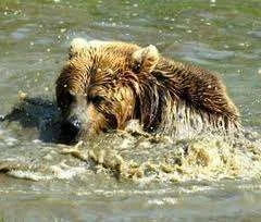 Wet bear.webp