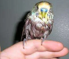 wet bird.webp