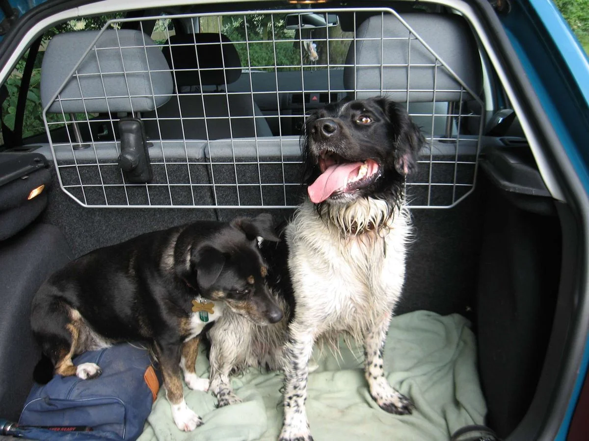 Wet happy dogs.webp