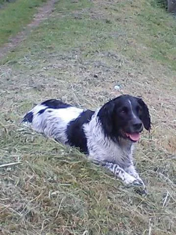 Wet Max, he fell in the canal.webp