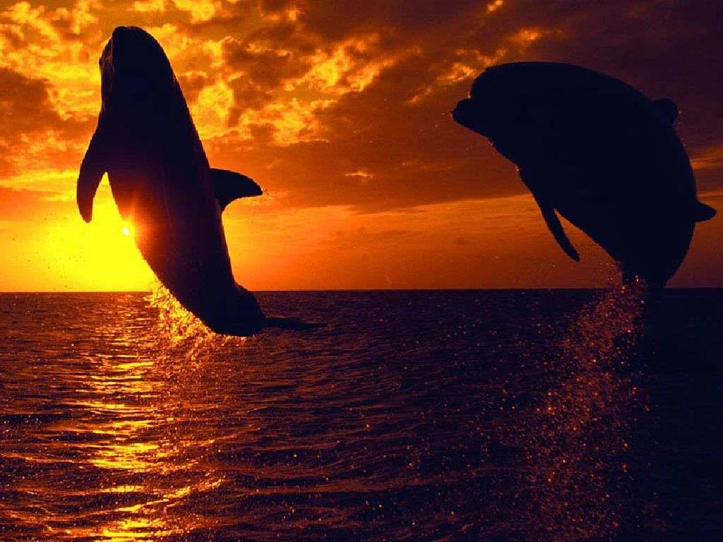 Whales-swimming-with-the-sun-jpg.webp