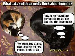 What do dogs and cats think.webp