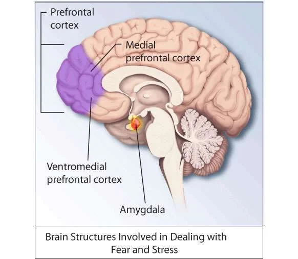 What-Is-PTSD-1.webp