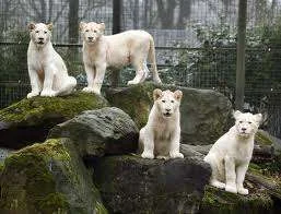 Whire lions.webp