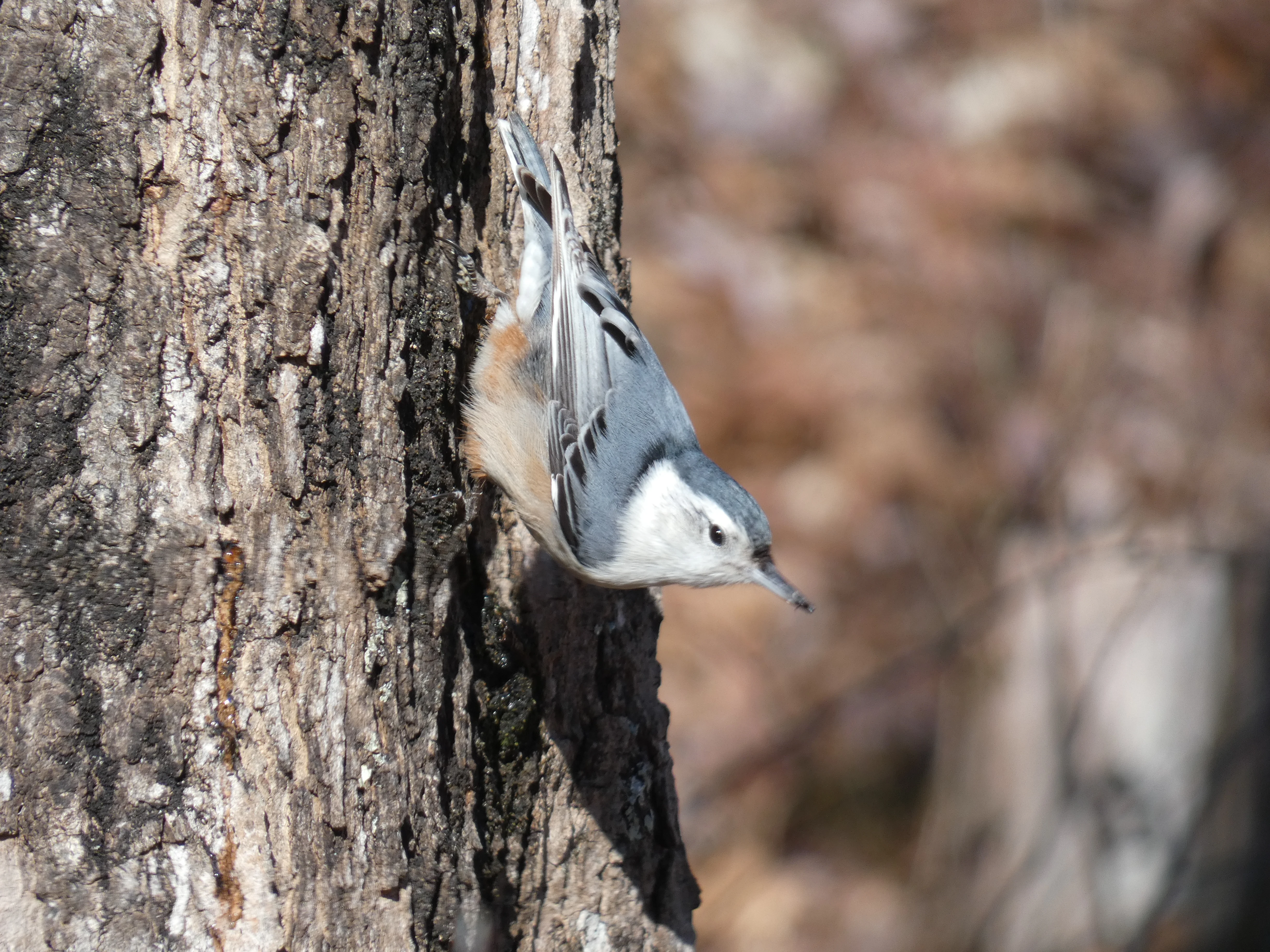 white-breasted nuthatch_2.webp