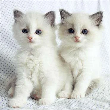 White-cats_PLANTOPIA.webp