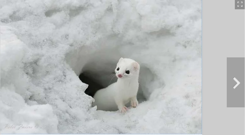 white ferrat and snow cute.webp