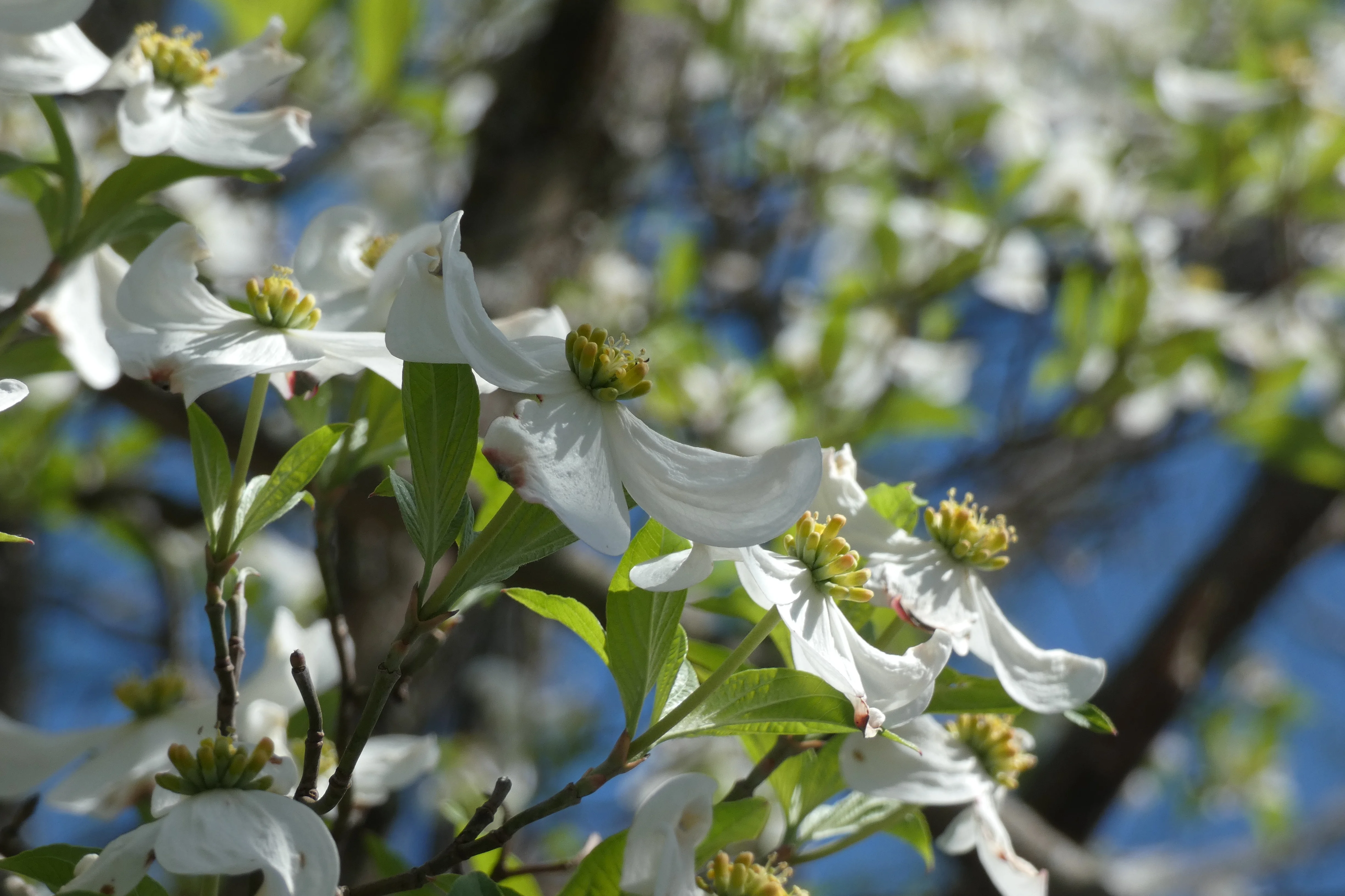 white flowering tree-moms.webp