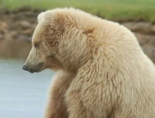 white-grizzly-bear.webp