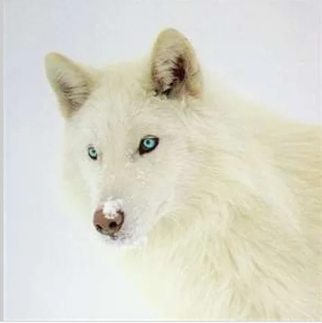 white husky.webp