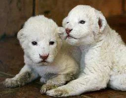 white lion cubs.webp