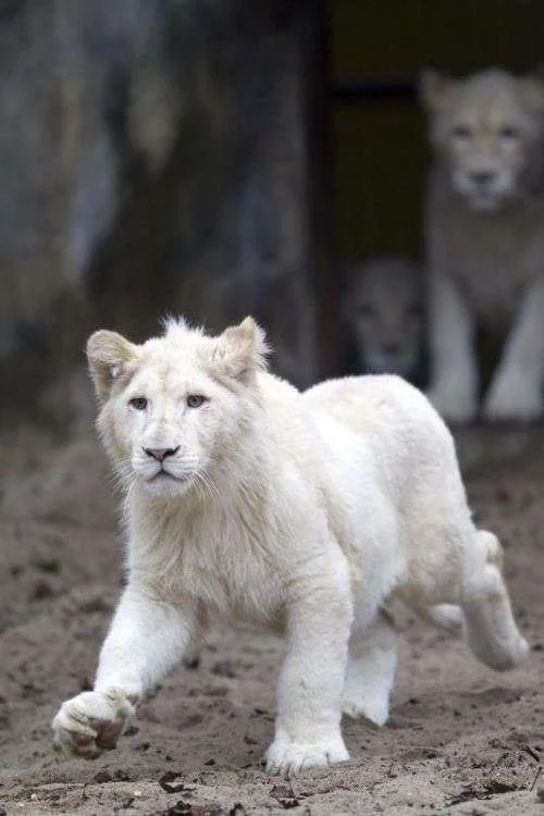 white-lions-21.webp