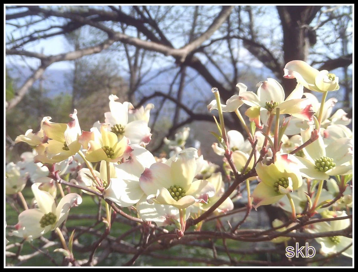 White Tree Flowers w Blue Mountain Background.webp