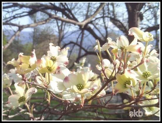 White Tree Flowers w Blue Mountain Background.webp