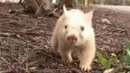 White wombat.webp