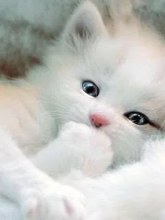 White_Cat-725731.webp